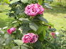 Č.S.R. rose photo