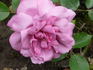 Blue Diamond rose photo