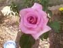Dr. Bob Harvey rose photo
