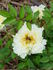 Lemon Pearls rose photo
