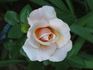 American Honor rose photo