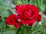 Habitat for Humanity rose photo