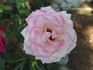 Thriller rose photo
