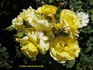 Golden Iceberg ™ rose photo