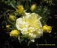 Golden Iceberg ™ rose photo