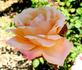 Cathedral rose photo