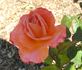 Cathedral rose photo