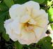 Smooth Angel rose photo