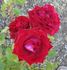Viva rose photo