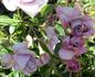 Blue Ribbon rose photo