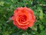 Bill Slim rose photo