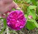 Ellen Tofflemire rose photo