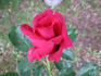 Queen of the Lakes rose photo