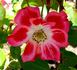 Picasso rose photo