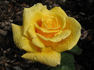 Primo Sole ® rose photo