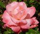 Sheer Elegance ™ rose photo