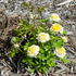 Lemon Pearls rose photo