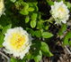 Lemon Pearls rose photo