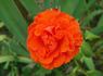 Jolly Roger rose photo