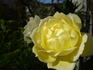 Splendid Ruffles rose photo