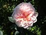 Amateur Eugène Biron rose photo