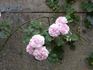 Madame Edmond Laporte rose photo