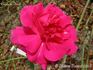Captain Kidd rose photo