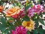 Sunswept ™ rose photo