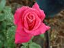Bobby Charlton rose photo