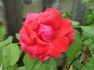 Jane Pauley rose photo