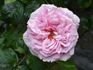 Madame Edmond Laporte rose photo