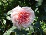 Amateur Eugène Biron rose photo