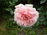 Amateur Eugène Biron rose photo