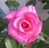 Dr. Jack Bender rose photo