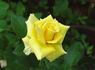 Always Love You rose photo