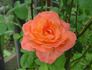 Seashell rose photo