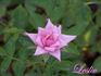 Leslie rose photo