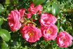 Carefree Marvel ™ rose photo