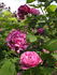 Č.S.R. rose photo