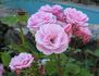 Pride of Oakland rose photo