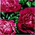 General MacMahon peony photo
