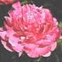 Pink Parfait peony photo