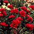 Big Ben peony photo