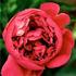 President Roosevelt peony photo