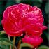 Benjamin Franklin peony photo