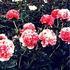 Mary Jo Legare peony photo