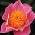 Sugar 'n Spice peony photo