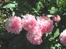 Bess Bockstoce peony photo