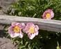 Firelight peony photo