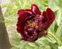Illini Belle peony photo